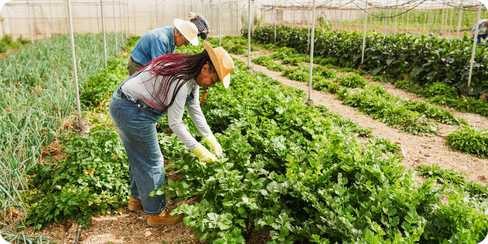 Trabalho agrícola para estrangeiros na Itália
